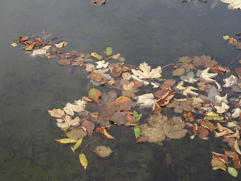 Persicaria amphibia  / Poligono anfibio